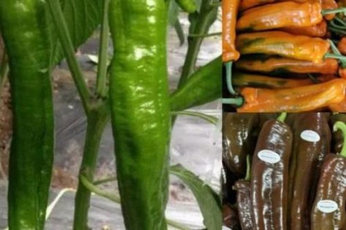 Ớt khổng lồ không cay mà giòn ngọt hơn táo, muốn ăn phải chi gần trăm nghìn/kg