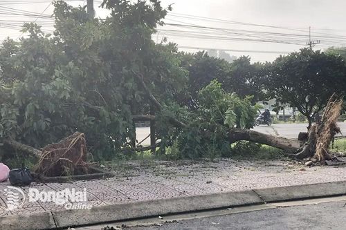 Gió mạnh quật đổ nhiều cây xanh tại huyện Xuân Lộc