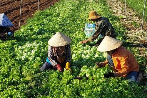 Đak Pơ phát triển nhãn hiệu gắn với tiêu thụ sản phẩm rau củ quả