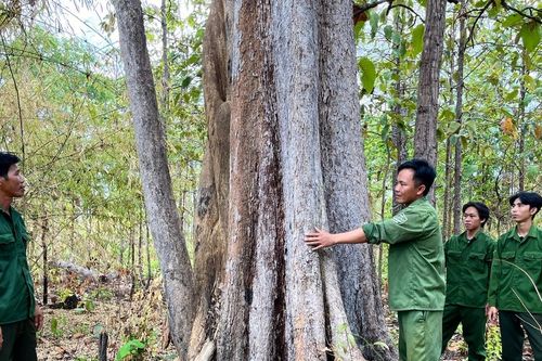 Gia Lai: Phát triển giá trị đa dụng của hệ sinh thái rừng