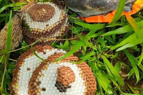 Mạo hiểm tính mạng săn nhộng ong rừng, kiếm hàng chục triệu đồng