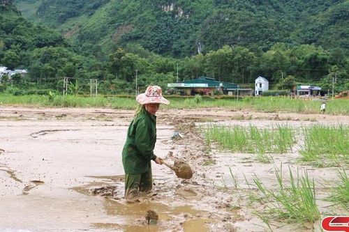 Nỗ lực khắc phục diện tích lúa mùa sau mưa lũ