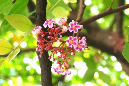 Mùa hoa khế