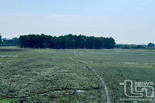 Khẩn trương 'cứu' cây trồng sau mưa lũ