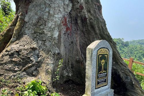 Miền đất của lim xanh