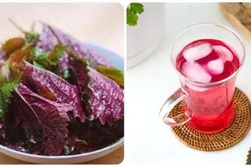 Cách nấu nước lá tía tô uống đẹp da