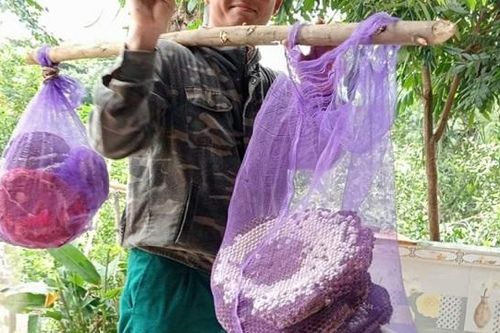 Hà Tĩnh: nghề săn ong rừng, vì sao lên ngôi?