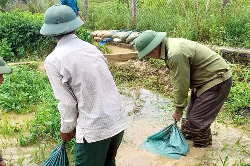 Huyện Thạch Thất không còn hộ dân bị ngập, đời sống nhân dân ổn định