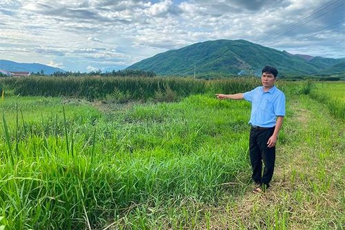Nhà nông bỏ ruộng!