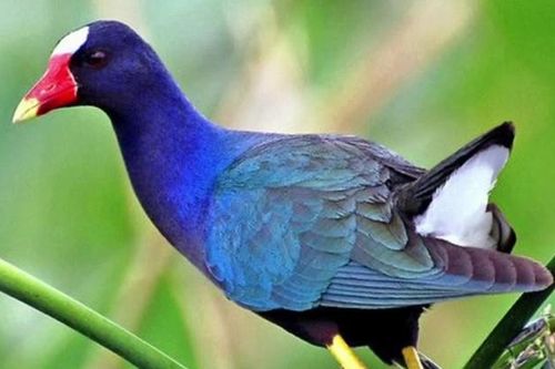 Loài chim ít ai biết được nhắc đến trong bài dân ca 'Trống Cơm'