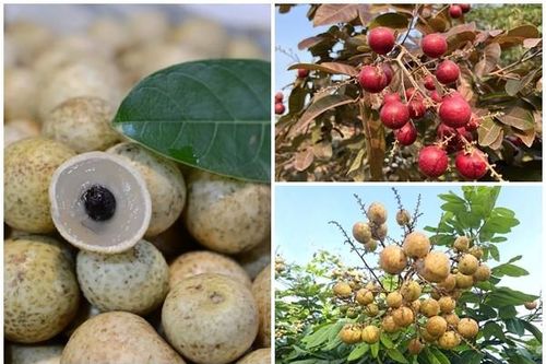 3 loại nhãn độc lạ giá cao ngất ngưởng vẫn 'cháy hàng'