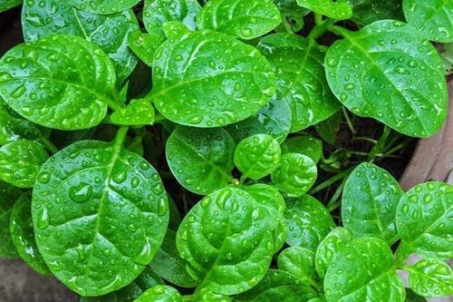 3 người này nên hạn chế ăn rau mồng tơi