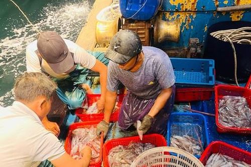 Mực xuất hiện dày đặc, có người câu được 100kg trong đêm