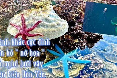 Xem san hô 'nở hoa' và mùa lưới vây đặc sắc ở Việt Nam
