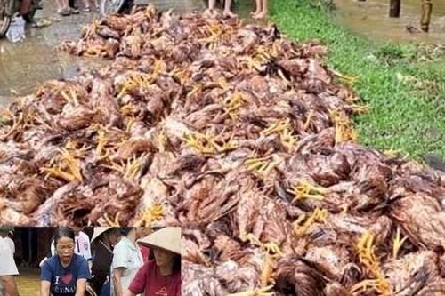 Hơn 2.000 con gà chết do mưa lớn ở Yên Bái