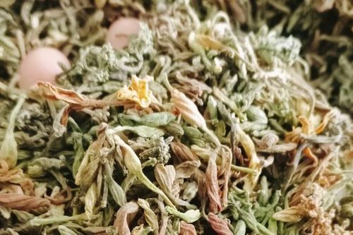 Hoa đu đủ đực ngâm mật ong nên dùng loại khô hay tươi?