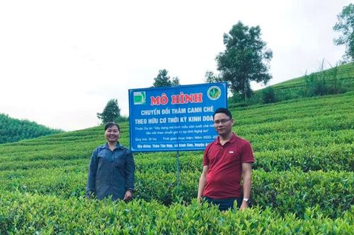 Hướng mới trong sản xuất chè hữu cơ Nghệ An