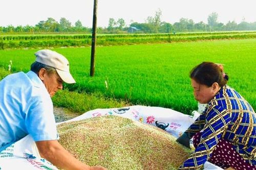 Giá phân bón hôm nay 5/8: Giá phân Lâm Thao, phân Ure, phân NPK, phân Kali toàn quốc