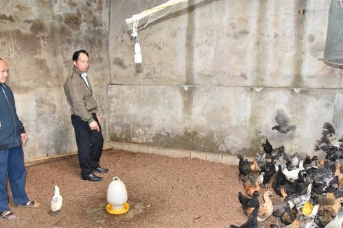 Phát triển thương hiệu gà đen Kỳ Sơn