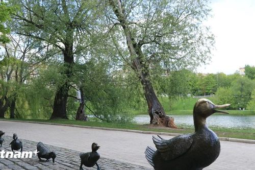 Ngắm đàn vịt bằng đồng nặng hơn tấn trong Công viên Novodevichy ở Nga
