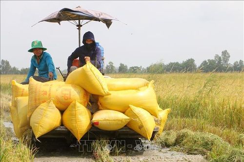 Nông dân được mùa, được giá vụ lúa Hè Thu