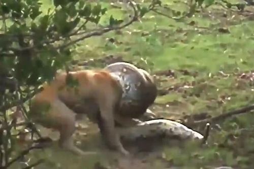 Clip: Chó nhà đại chiến trăn khổng lồ và màn lật kèo ở phút chót