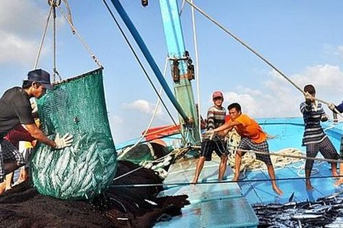 Đánh cá… phạm luật