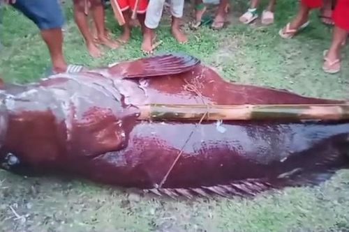 Ngư dân bắt được con cá mú khổng lồ nặng 190kg trên biển