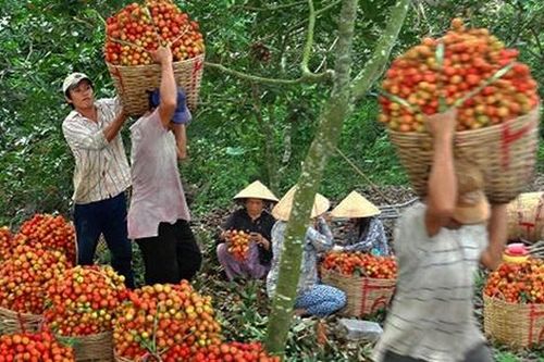 Giá nông sản 5/8: Chôm chôm tăng mạnh, lúa gạo duy trì ổn định