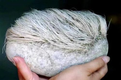 Sự thật tảng đá mọc tóc bạc như người được lão nông nhặt gây xôn xao