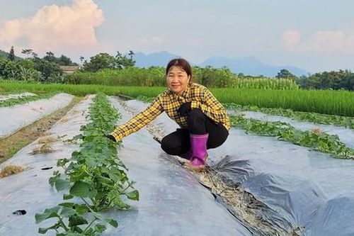 Thoát nghèo nhờ mô hình tổ hợp tác rau an toàn