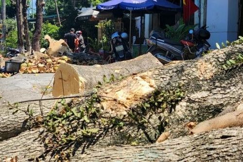 Quảng Trị: Chủ đầu tư cho biết về lý do chặt hàng loạt cây xanh