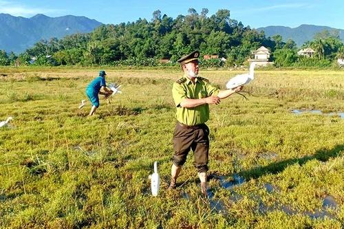 Xử lý nghiêm hành vi săn bắt, buôn bán chim hoang dã