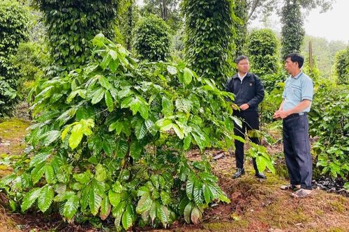 Chư Prông tập trung phòng trừ sâu bệnh trên cây trồng