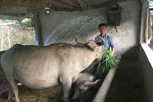 Chăn Nưa phát triển chăn nuôi theo hướng tập trung
