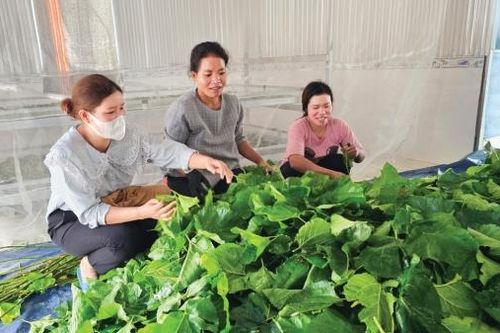'Làng tằm' bên dòng Krông Nô
