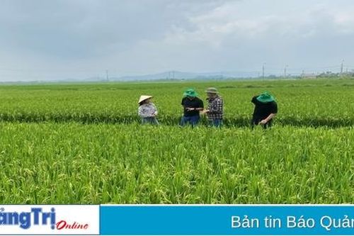 Tập trung chỉ đạo thu hoạch, phòng trừ sâu bệnh lúa vụ hè thu năm 2024