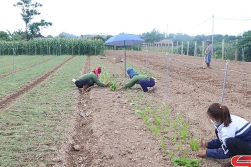 Khôi phục sản xuất rau xanh sau mưa lũ