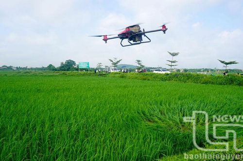 Trình diễn máy bay không người lái phun phân bón lá hữu cơ PAN