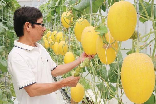 Nặng lòng với mảnh đất quê hương