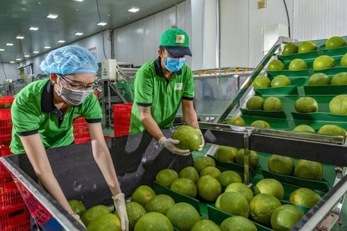 Quả bưởi tươi được xuất khẩu chính ngạch sang Hàn Quốc, doanh nghiệp cần lưu ý gì?