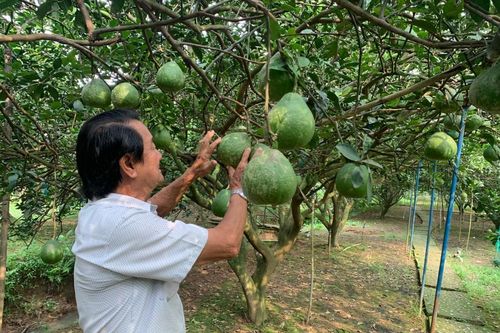 Đồng Nai: Đặt mục tiêu phát triển 4.400 ha nông nghiệp hữu cơ