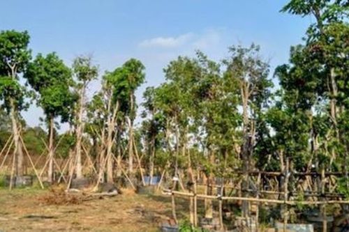 Bộ Công an 'điểm mặt' những công ty, nhà thầu phải cung cấp hồ sơ dự án cây xanh
