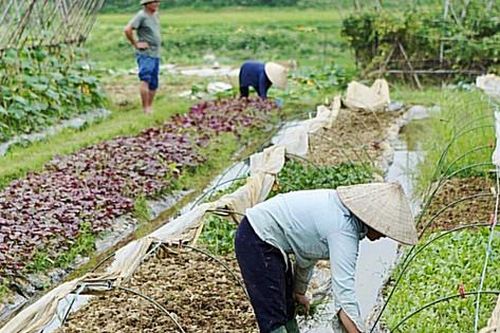 Nhân rộng các mô hình sản xuất nông nghiệp hữu cơ