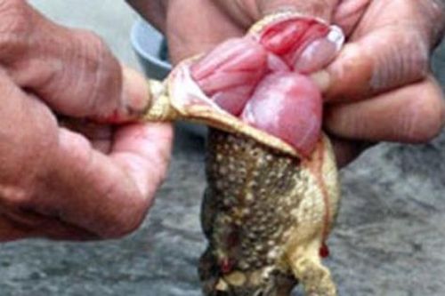 Vì sức khỏe cộng đồng: Chất độc có trong cóc thuộc nhóm độc nhất