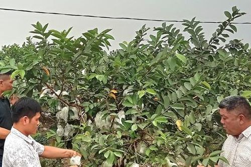Ổi Di Trạch - sản phẩm chủ lực làm giàu cho người dân
