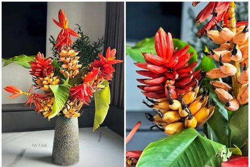 Chị em rộ mốt chi tiền triệu mua chuối buồng về cắm bình
