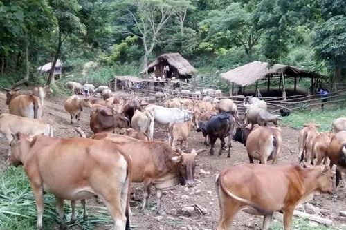 Người dân vùng cao thoát nghèo nhờ chăn nuôi gia súc