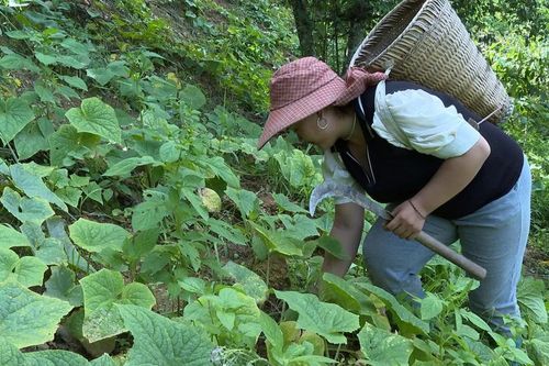 Nông dân Tỏa Tình thi đua sản xuất