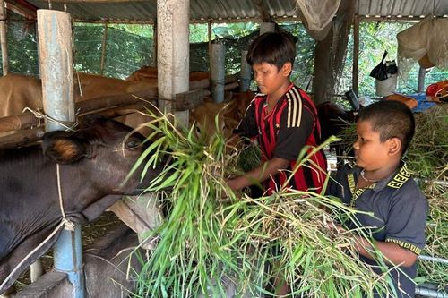 Chuyện đến trường đầy chông chênh của những 'Đại sứ hàng Việt tí hon'
